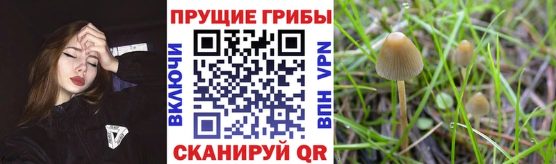 как найти закладки  Лукоянов  Галлюциногенные грибы Psilocybe 